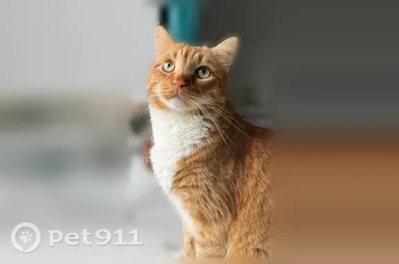 Пропала кошка, Район Филимонковский (г Москва), Озёрная, д. 43 2, Москва — рыжий с белым, упитанный кот - photo