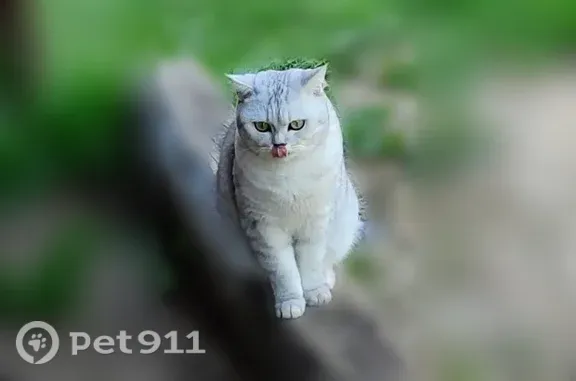 Кошки потеряшки, , фото: Потеряшка кошка, Территория снт Апогей (деревня Марфино)