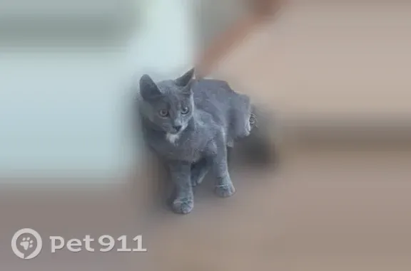 Найдена кошка, Симферополь, фото: Найдена кошка, Симферополь — дымчатосерый котёнок-подросток с синим ошейником