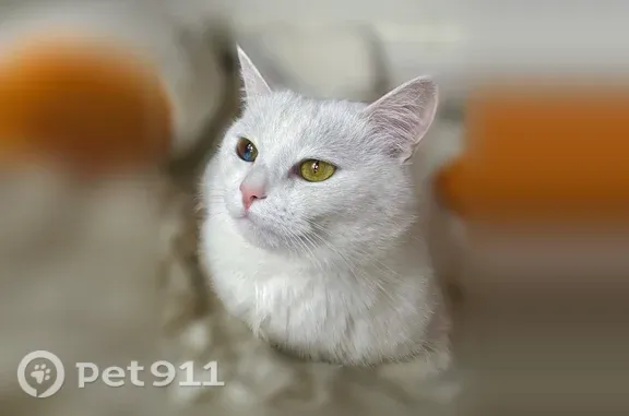Пропала кошка, Москва, Ленинский, д. 94А — глаза разного цвета, часть одного глаза голубая - photo