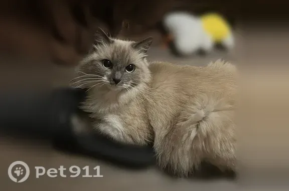 Пропала кошка, Район Октябрьский (г Пенза), Ульяновская, д. 23А, Пенза — светлая шерсть с серыми лапками - photo