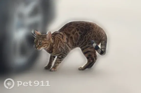 Объявления о пропавших и найденных животных, Ярославль, фото: Найдена кошка, Ярославль, Фрунзе, д. 14 — особые приметы на фото
