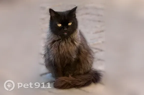 Найдена кошка, Ульяновск, фото: Найдена кошка, Ульяновск, Ленинского Комсомола, д. 27А — чёрная с серыми пятнами, мяукает постоянно