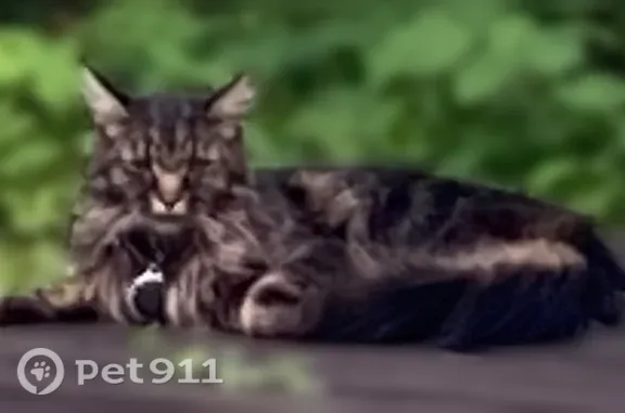 Найдена кошка, Воскресенск, фото: Найдена кошка, Территория снт Локомотив-1 (г Воскресенск), д. 15, Воскресенск — очень ласковая, в ошейнике с медальоном