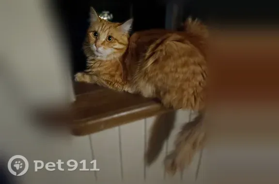 Пропала кошка, Село Верхний Мамон, Воровского, д. 134, Верхний Мамон — рыжая, пушистая, 1 год - photo