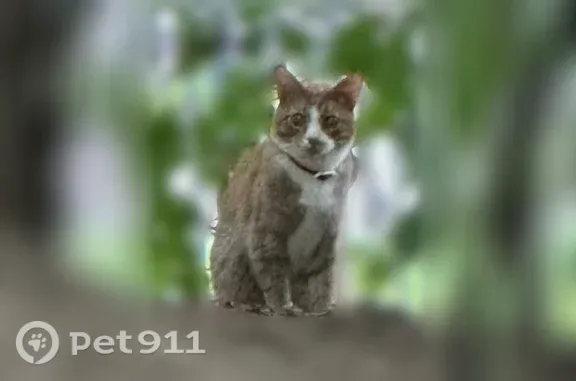 Найдена кошка, Москва, фото: Найдена кошка, Москва, 11-я Текстильщиков, д. 8 — с розовым ошейником, ухоженная