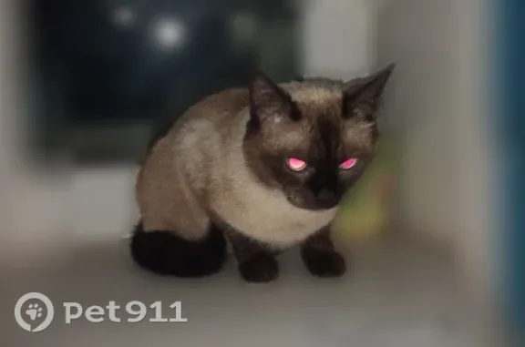 Найдена кошка, Курган, фото: Найдена кошка, Курган — район Детского мира, ручная и спокойная