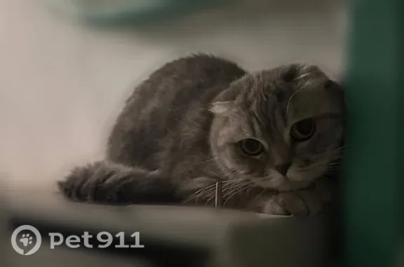 Найдена кошка, Симферополь, фото: Найдена кошка, Симферополь, Миллера Ж.А., д. 58 — вислоухая, серая