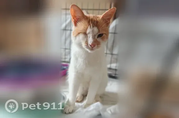Найдена кошка, , фото: Найдена кошка, Территория снт Березовая Роща (м-в Лемболовская твердыня), д. 18 — бело-рыжая, ласковая