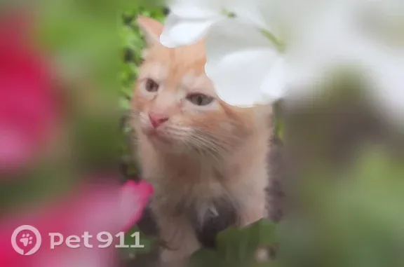 Кошка ищет дом, Иваново — рыжий котёнок, активный - photo