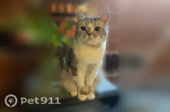 Пропала кошка, Нижний Тагил, Жданова, д. 16 — полненький кот - photo