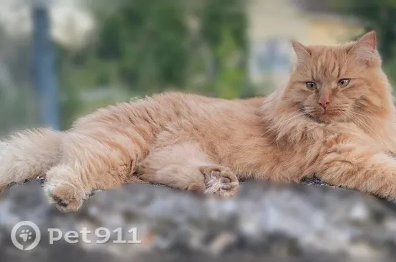 Пропала кошка, Село Кочетовка, Садовая, д. 21, Кочетовка (мичуринский Район) — рыжая, крупная, с красным ошейником - photo