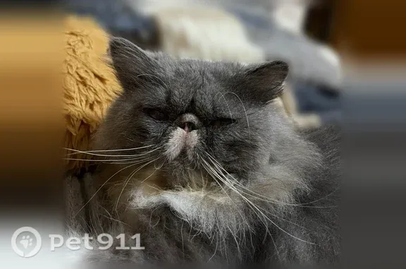 Пропала кошка, Акишинская, Урюпинск — серый с белым пузиком и лапками - photo
