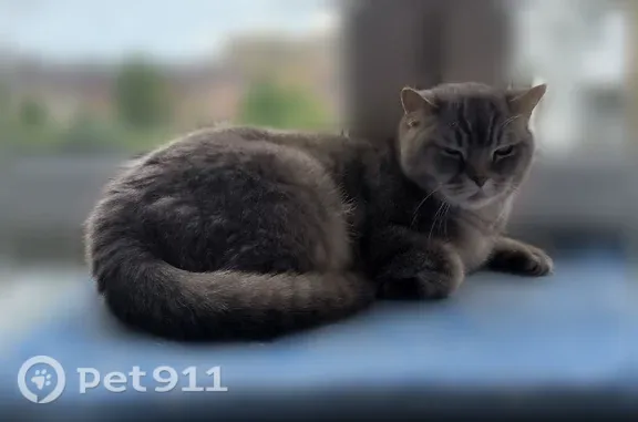 Найдена кошка, Калининград, фото: Найдена кошка, Район Центральный (г Калининград), Красносельская, д. 55, Калининград — светло-серая, добрая, тактильная