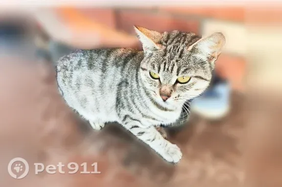 Найдена кошка, Солнечногорск, фото: Найдена кошка, Деревня Погорелово (г Солнечногорск), Солнечногорск — серо-полосатая, замечена с середины июля
