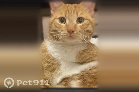 Пропала кошка, Ачинск — рыжий кот, сломан хвост, жёлтые глаза - photo