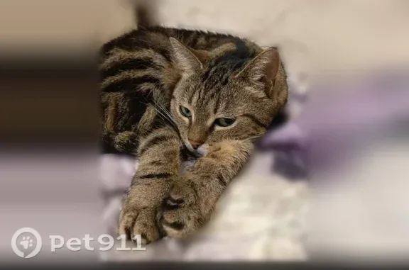 Пропала кошка, Веденяпина, д. 14, Нижний Новгород — окрас смесь бенгальской, дикая - photo