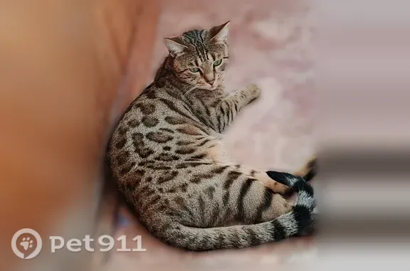 Пропала кошка, Липецкое, д. 118, Мичуринск — пугливая, зелёные глаза с жёлтым - photo