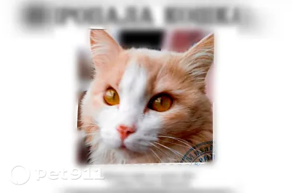 Пропала кошка, Нижневартовск — пушистая, с чёрными точками на переносице - photo