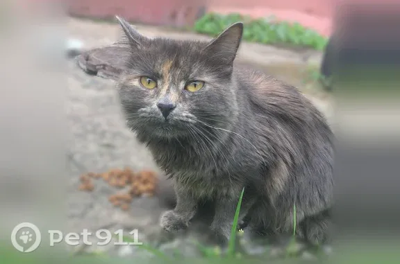 Найдена кошка, Великий Новгород, фото: Найдена кошка, Великий Новгород, Воскресенский, д. 10 2 — серая, пушная, с зелёно-жёлтыми глазами