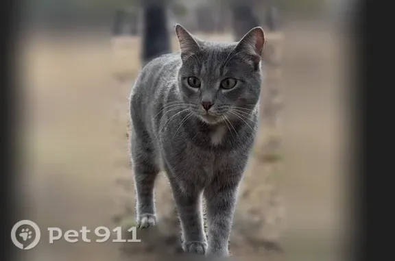 Кошки потеряшки, , фото: Потеряшка кошка, Поселок Нижний Бестях — серый кот по имени Грей