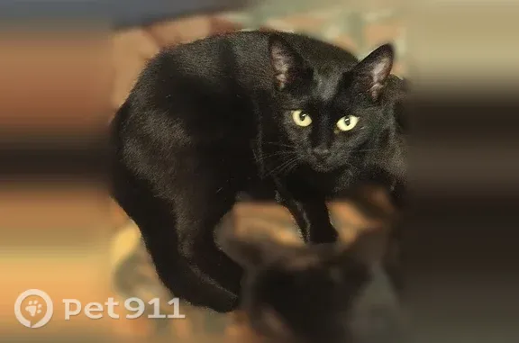 Пропала кошка, им. Максима Горького, д. 52, Краснодар — чёрная Буся, 5 лет - photo