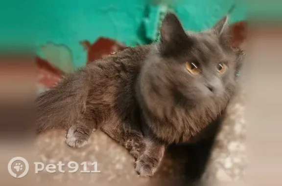 Найдена кошка, Новосибирск, фото: Найдена кошка, Танковая, д. 45, Новосибирск — серый кот, карие глаза