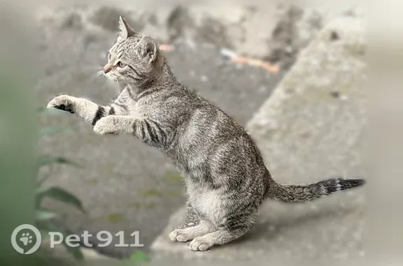 Кошка ищет дом, Удальцова, Москва — два котёнка 3–4 месяца, активные - photo