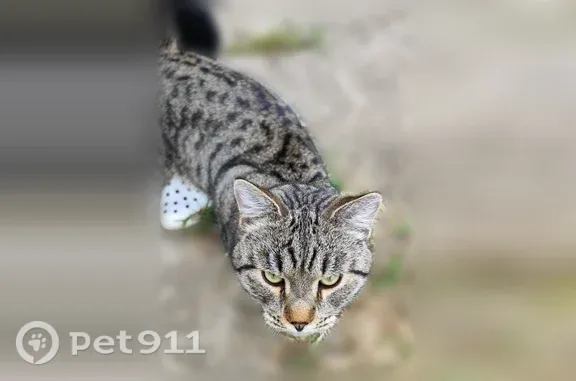 Найдена кошка, Москва, фото: Найдена кошка, Район Краснопахорский (г Москва), Шаганинские поляны, д. 5, Москва — молодой крупный котик, ручной