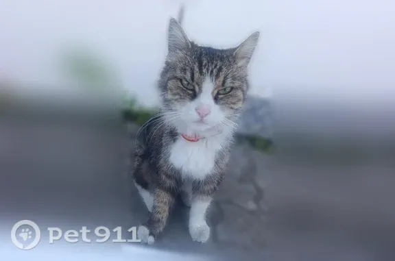 Найдена кошка, Керчь, фото: Найдена кошка, Керчь, Ворошилова, д. 2А — напугана, пряталась от людей