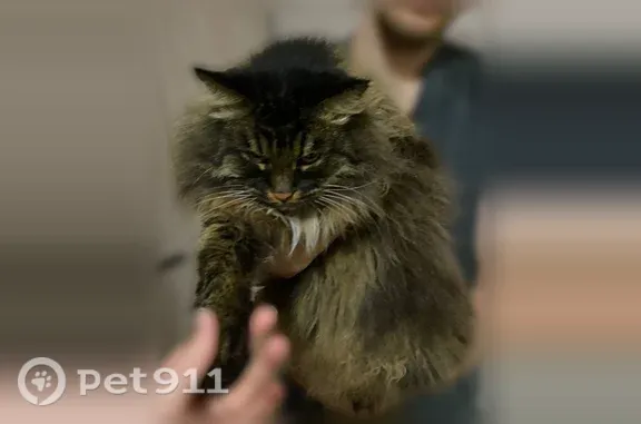 Найдена кошка, Киров, фото: Найдена кошка, Московская, д. 207, Киров — тёмная, очень пушистая и упитанная