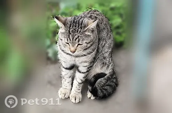 Найдена кошка, Барнаул, фото: Найдена кошка, Гущина, д. 197, Барнаул — серого в полоску окраса