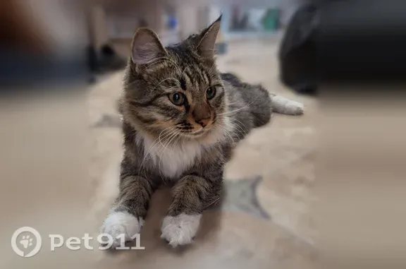Найдена кошка, Балашиха, фото: Найдена кошка, Микрорайон Купавна (г Балашиха), Крылова, д. 6, Балашиха — ласковый молодой мальчик