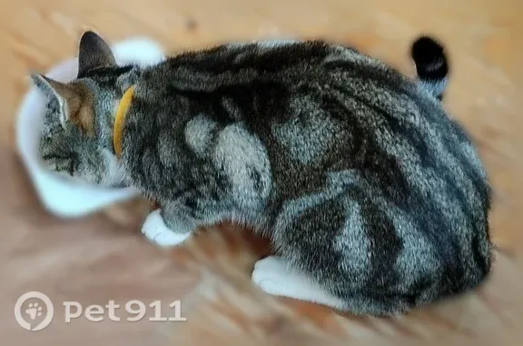 Найдена кошка, Тверь, фото: Найдена кошка, Тверь, Можайского, д. 71к1 — не боится людей, с жёлтым ошейником