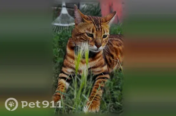Пропала кошка, Рабочий поселок Коченево, Фабричная, д. 14, Коченево — рыжая, с большими зелёными глазами - photo