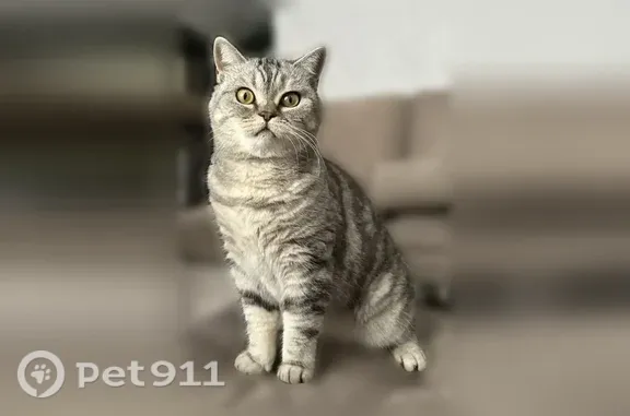 Пропала кошка, Гай — убежала с переноски на даче - photo