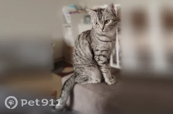 Пропала кошка, Павловск, Северный, д. 13 — на спинке чуть рыжеватое пятнышко - photo