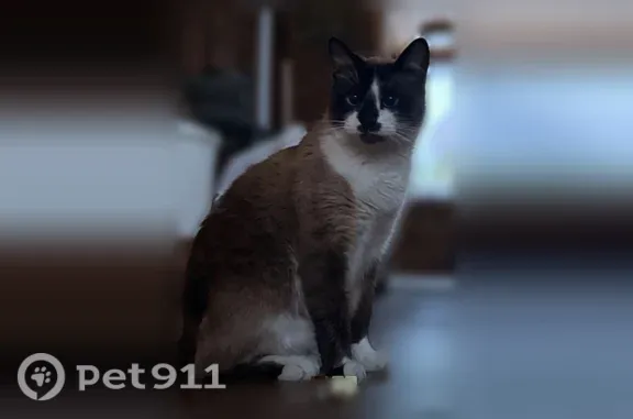 Пропала кошка, СНТ Родники, Шонгуй — кот вышел из дома и не вернулся - photo