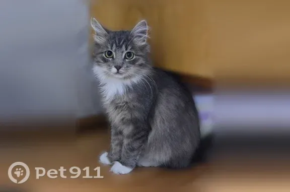 Пропала кошка, Поселок Развилка (г Видное), д. 22, Видное — спокойный, недавно постригли - photo