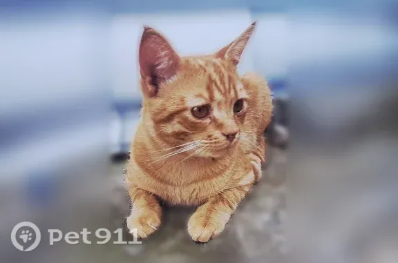 Пропала кошка, Калуга, Современная, д. 5/1 — ласковый рыжий котёнок 10 месяцев - photo