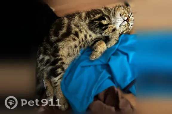 Объявления о пропавших и найденных животных, Сердобск, фото: Пропала кошка, Сердобск, Балашовская, д. 9 — рисунок в виде подковы на правой стороне туловища