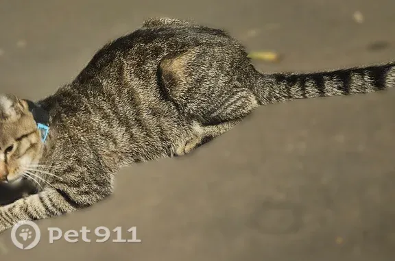 Найдена кошка, Москва, фото: Найдена кошка, Белореченская, Москва — молодой кот в голубом ошейнике
