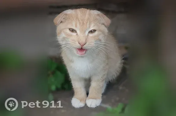 Найдена кошка, , фото: Найдена кошка, Деревня Чиричкасы — рыжая, вислоухая