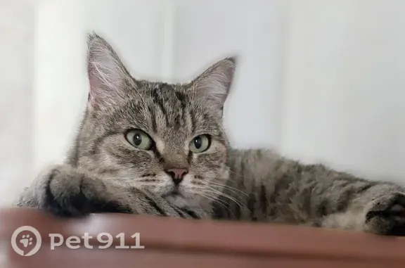 Найдена кошка, Новокуйбышевск, фото: Пропала кошка, Новокуйбышевск — ласковая, добрая