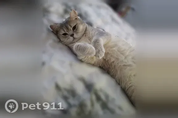 Пропала кошка, Сочи, Верхняя Лысая гора, д. 10/7 1 — серо-персиковая - photo