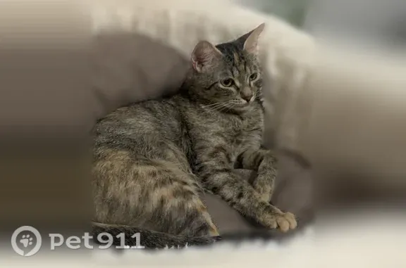 Пропала кошка, Ноябрьск, Магистральная, д. 125 — могла спрыгнуть с балкона - photo