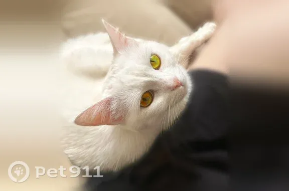 Пропала кошка, Москва, Ленинский, д. 94А — белая кошка с разноцветными глазами - photo
