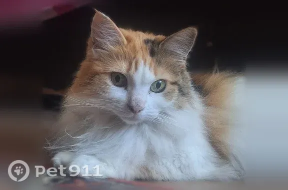 Пропала кошка, Маршала Тухачевского, д. 24 3, Москва — трёхцветная, пушистая - photo