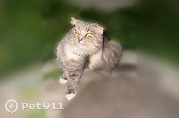 Найдена кошка, Тамбов, фото: Найдена кошка, Район Октябрьский (г Тамбов), Запрудная, д. 4, Тамбов — с зеленым ошейником