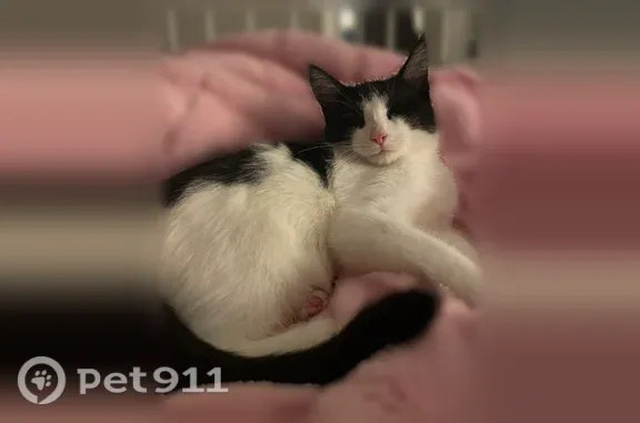 Пропала кошка, Живописная, Нижний Новгород — чёрно-белая, кастрирована - photo